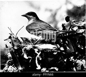 . La vie des oiseaux sauvages ; une nouvelle méthode de l'étude et la photographie d'oiseaux. La photographie d'oiseaux, des oiseaux. Fig. : 7. Le Tyran de l'homme à cheval sur nid, protéger les jeunes de la chaleur. Ce et les opérations suivantes à partir de photographies prises au nid est indiqué sur la page opposée.. Veuillez noter que ces images sont extraites de la page numérisée des images qui peuvent avoir été retouchées numériquement pour plus de lisibilité - coloration et l'aspect de ces illustrations ne peut pas parfaitement ressembler à l'œuvre originale.. Herrick, Francis Hobart, 1858-1940. New York, Londres, G. P. Putnam's Sons Banque D'Images