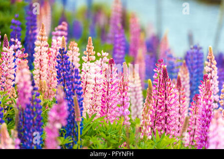 Vue de la floraison des lupins dans le parc national Torres del Paine, en Patagonie, au Chili. Avec selective focus Banque D'Images