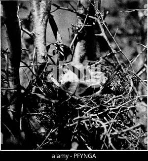 Cette collection de photographies de I. E. Hess capture des oiseaux sauvages dans leurs habitats naturels, y compris une Shrike à tête grise perchée sur un arbre. L’étude met en évidence le comportement des oiseaux et les changements saisonniers lorsque des oiseaux comme le Shrike arrivent au début du printemps. Banque D'Images