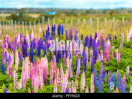 Vue de la floraison des lupins dans le parc national Torres del Paine, Patagonie, Chili Banque D'Images