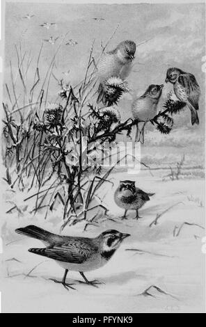 . Un manuel populaire de l'ornithologie des États-Unis et du Canada, basé sur le Lapin de manuel. Les oiseaux ; les oiseaux. . Veuillez noter que ces images sont extraites de la page numérisée des images qui peuvent avoir été retouchées numériquement pour plus de lisibilité - coloration et l'aspect de ces illustrations ne peut pas parfaitement ressembler à l'œuvre originale.. Nuttall, Thomas, 1786-1859 ; Chamberlain, Montague, 1844-1924. Boston, Little, Brown