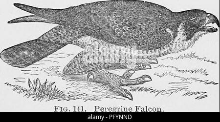 Ce travail fournit un guide complet sur les oiseaux de l’Amérique du Nord, axé sur les espèces vivantes et fossiles. Il comprend des illustrations et des descriptions détaillées pour l'identification, en particulier la famille des Falconidae, avec un accent particulier sur le Jerfalcon ou Gyrfalcon. Banque D'Images