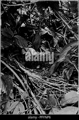 Cette illustration tirée de 'Bird Homes' d'Arthur Radclyffe Dugmore montre le nid et les œufs d'un oiseau à chat situé à trois pieds au-dessus du sol dans un enchevêtrement de vignes. Le travail explore les habitudes de nidification et de reproduction des oiseaux terrestres dans l'est des États-Unis, fournissant un aperçu de leur comportement et de leurs lieux de nidification. Banque D'Images