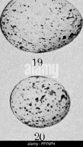 . Maisons d'oiseaux : les nids, les œufs et les habitudes de reproduction La reproduction des oiseaux terrestres à l'Est des États-Unis, avec des notes sur l'élevage et la photographie de jeunes oiseaux . Les oiseaux ; les oiseaux. r^. Plaque 21 D. - Commune d'Œufs. Je bois Pewee. 7- Peindre Bunting. 12. Cardinal à poitrine rose. 17- Cardinal. Paruline des pins 2. 8. Bruant familier. 13. Tangara écarlate. Est. Mockingbird. Crackle violet 3. 0- Moqueur chat. 14. Paruline jaune. 19. Oiseau de vache. Tyran tritri 4. lo. Merle d'Amérique. 15. Paruline à flancs marron. 20. Paruline orangée 5 pie-grièche migratrice. II. Grive des bois. 16. Geai bleu. 21. Purpk" Finch. 6-breaste jaune Banque D'Images