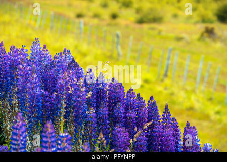 Vue de la floraison des lupins dans le parc national Torres del Paine, en Patagonie, au Chili. Avec selective focus Banque D'Images