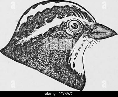 . Clé d'oiseaux d'Amérique du Nord ; contenant des indications succinctes sur chaque espèce d'oiseau vivant et fossile connu à l'heure actuelle du continent au nord de la frontière du Mexique et des États-Unis. Illustré par 6 plaques d'acier et plus de 250 gravures sur bois. Les oiseaux. Fig. 87. Black-chinnecl Sparrow. la queue (3), qui dépasse de beaucoup le vfings (2J) ; les jeunes n'ont pas le noir sur le visage, et avoir l'état wa,shcd avec cendré-brown, et le projet de loi ci-dessus ; sombre mais peut être connue par la longueur de la queue. Le Mexique, au nord de la vallée du Colorado ; Cap St Lucas. (S. archi- mentalis Table. 8. cana Bd. ,S'. evura Co Banque D'Images