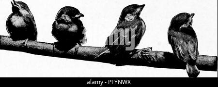 *Bird Homes* fournit des descriptions détaillées des nids, des œufs et des habitudes de reproduction des oiseaux terrestres de l’est des États-Unis. Il offre des conseils pour élever et photographier de jeunes oiseaux, avec des exemples spécifiques d'espèces comme la Paruline à flanc de châtaigne et le colibri à gorge rubis. Banque D'Images