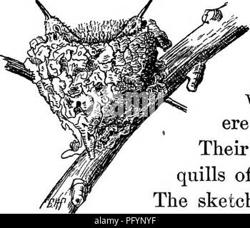 . Les oiseaux utiles et leur protection. Contenant de brèves descriptions des espèces plus communs et les plus utiles du Massachusetts, avec des comptes de leurs habitudes alimentaires, et un chapitre sur les moyens d'attirer et de protéger les oiseaux. Les oiseaux ; les oiseaux. 242 oiseaux utiles. petit des oeufs, de la taille et la couleur des haricots ronds blancs, couchés sur le soft, le lit, est la plus jolie maison d'oiseaux qui se trouve dans nos vergers ou boisés. Le nid est souvent construit dans une pomme ou une poire arbre dans le verger, parfois dans un buisson rose dans le jardin, pas tout à fait aussi souvent dans les bois ; mais une fois, j'ai trouvé deux nids, avec des oeufs, de hauts arbres sur t Banque D'Images