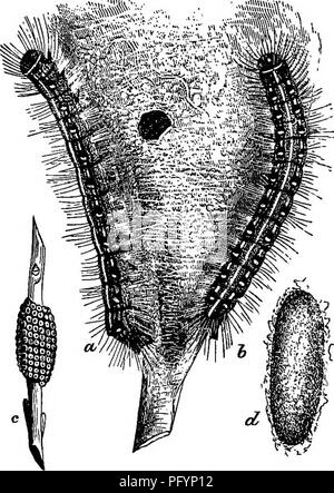 Ce texte discute de l'importance de diverses espèces d'oiseaux dans le Massachusetts, soulignant leur rôle dans la lutte contre les ravageurs. Notamment, il décrit comment des oiseaux tels que l'Oriole aident à contrôler les insectes nuisibles comme le charançon du pois. Banque D'Images