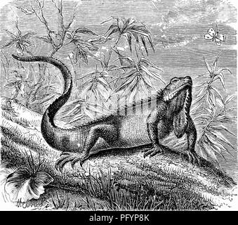 Ce travail traite de diverses espèces de reptiles, en se concentrant sur les Iguanas. Il décrit leurs caractéristiques physiques, y compris leur rosée, leurs dents palatines et leurs crêtes distinctives. Le texte fournit des informations détaillées sur leur classification et leur morphologie. Banque D'Images