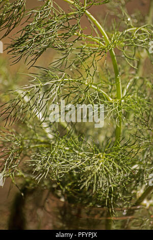 Fenouil doux (Foeniculum vulgare) plante Banque D'Images