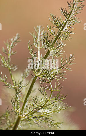 Fenouil doux (Foeniculum vulgare) plante Banque D'Images