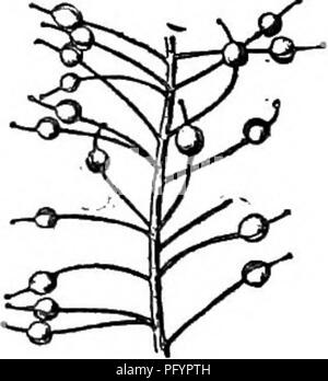 . Gray's nouveau manuel de botanique. Un guide des plantes à fleurs et de fougères de l'Europe centrale et nord-est des États-Unis. La botanique. CKTJCIFBRAB MUSTAKD 424 (famille) 3. LOBULARIA Desv. Dans Altssum doux comme Pod Alyssum. Pétales blanc, ensemble. Cotylédons accumbent. Les poils de la tige et les feuilles 2 pointes, apprimés, attaché au milieu. (Latin lobulus, lobe un peu, probablement allusion à la 2-lobées poils.) 1. L. marItima (L.) Desv. Pycnanthème gris légèrement ; feuilles linéaire ; fleurs petites, miel-parfumée. (Alyssum Lam. Koniga ; R. Br.) -souvent cultivées, et occa- titre provisoire spontané. (Int Banque D'Images