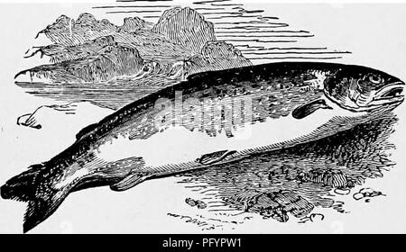 . L'histoire naturelle populaire . Zoologie. 4S8 LE SAUMON. Un axe de sa propre taille, et de nager environ tout unconcernedly avec la queue de sa victime dépassant de sa bouche. Il n'avait été subi pour vivre, il aurait probablement fini de l'axe dans le cours du temps, comme le chef a été partiellement digérés. Trois rats d'eau ont été trouvés dans l'estomac d'un grand brochet, accompagné par les restes d'un oiseau trop loin décomposé pour être reconnaissables, mais censés être les restes d'un canard. Si universelle est l'appétit de ce poisson, qu'il a même été connus pour saisir la pâte appât Banque D'Images