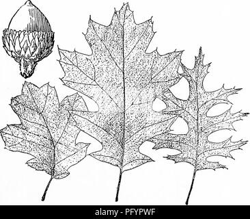 . Manuel d'étude de la nature pour les enseignants et les parents, en fonction de la nature de l'étude de Cornell de dépliants. L'étude de la nature. Les feuilles et aconi du chêne rouge. 8. Faire un croquis de votre arbre de chêne à l'automne, et un autre dans le v/inter. Écrire l'autobiographie d'un vieux chêne dans votre quartier.. Feuilles et de glands de chêne noir.. Veuillez noter que ces images sont extraites de la page numérisée des images qui peuvent avoir été retouchées numériquement pour plus de lisibilité - coloration et l'aspect de ces illustrations ne peut pas parfaitement ressembler à l'œuvre originale.. Comstock, Anna Botsford, 1854-1930. Ithaca, N. Y. , Comsto Banque D'Images