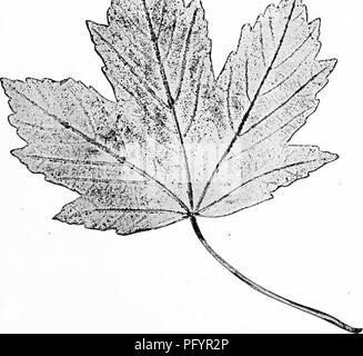 . Manuel d'étude de la nature pour les enseignants et les parents, en fonction de la nature de l'étude de Cornell de dépliants. L'étude de la nature. Étude de l'arbre 7353. Deux six pouces rouleaux en caoutchouc, tels que des photographes le montage des tirages, qui a coûté 15 cents chacun. Une lettre-presse peut être utilisé au lieu d'un rouleau. 4. Une petite bouteille de kérosène pour diluer l'encre, et une bouteille d'essence pour le nettoyage de l'équipement après l'utilisation, en prenant soin de les stocker à l'abri des incendies. 5. Feuilles de papier^8 x11 pouces. Le papier doit être de bonne qualité, avec une surface lisse afin qu'il peut prendre et tenir un clair- /N- i'''., /J'^. Leaf pr Banque D'Images