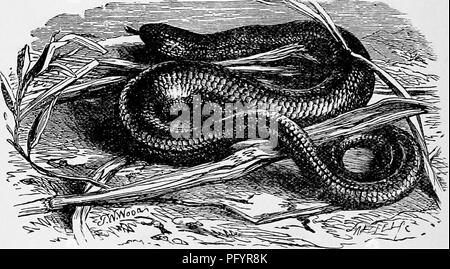 . L'histoire naturelle populaire . Zoologie. 424 SICINJ^S. sujet, a fait remarquer que les oeufs sont probablement fixées pour une longue période avant que les jeunes sont nées à partir d'eux. Une seconde tribu de lézards vient maintenant devant notre avis. Ce sont les Geissosauri, un titre dérivé de deux mots grecs, l'ancienne^ » signifiant avant-toits d'une maison," et le dernier.''un lézard." Comme dans cette tribu il y a beaucoup de familles, et plus d'eighiy genres, il sera impossible de donner plus qu'une très légère compte tenu de ces reptiles, ni ne mentionne plus qu'un petit nombre sélectionné comme types Banque D'Images