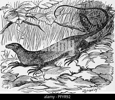 . L'histoire naturelle populaire . Zoologie. ALLIGATORS 422. L'Alligator vit dans le Nord de l'Amérique latine commune, et est abondamment trouvés dans' le Mississippi, les lacs et rivières de la Louisiane et Carolina, et localités semblables. C'est un féroce et dangereux reptile, dans nombre de ses habitudes alimentaires portant une ressemblance étroite pour les crocodiles et les autres membres de la famille. Contrairement au crocodile, cependant, il évite le sel, vcater et est mais rarement vu même près de l'embouchure des rivières, où la marée donne un goût saumâtre à leurs eaux. C'est surtout un mangeur de poissons, hantise des secteurs de l'eau w Banque D'Images