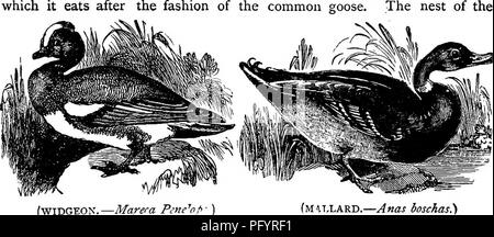 . L'histoire naturelle populaire . Zoologie. BLACK SWAN.-{atrnfus Cygnus.) qu'il mange après l'oie commune. nid de la. (WIDGEON.-Marera Pene''op (MILLARD.-Anas SoscAas.) Canard siffleur est faite de roseaux et de joncs, pourri et est bordée de la soft bas arrachés du corps du parent. Les oeufs sont plutôt petites, et d'une couleur blanc crème. Le nombre d'oeufs est de 5 à 8. La chair de cet oiseau est très délicate, et c'est en grande partie vendus sur nos marchés. Le Canard colvert commun, ou le canard sauvage, vient maintenant devant notre avis. D O. Veuillez noter que ces images sont extraites de la page numérisée des images, qui peuvent Banque D'Images