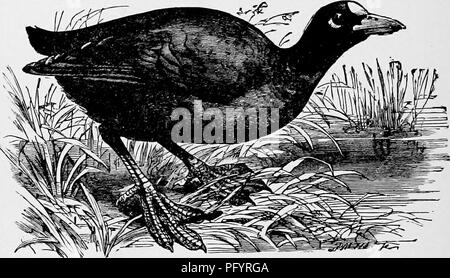 . L'histoire naturelle populaire . Zoologie. 39S LE FLAMINGO. Le nid pour être échoué. Les oeufs sont généralement d'environ huit ou dix en nombre, et leur couleur est blanche-olive saupoudré abondamment de brun. La coquille est épaisse et non en proportion de la taille de l'œuf, de sorte que les ovules de foulques peut être transporté dans un mouchoir sans grand danger d'être brisée. Le célèbre FLAMINGO nous amène à la grande et importante commande de Anseres, ou la tribu d'oie. La politique commune de Flamingo est abondant dans de nombreuses parties de l'Ancien Monde, et peut être vu en grand nombre sur le bord de la mer, ou les banques de gros Banque D'Images