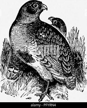 . L'histoire naturelle populaire . Zoologie. La pintade -(Numida meleagris.).-(L'PARTRIDGE Perdix cinereus.) Parfois, un plus grand nombre encore ont été trouvés, mais dans ces cas, il est assez évident, d'un grand nombre d'observations que plusieurs oiseaux ont mis dans le même nid. Quand les jeunes sont éclos ils sont solides sur leurs jambes à la fois, tournant sur avec facilité, et surtout quitter le nid le jour même. La mère prend son petit nouveau-né de la couvée leur alimentation-places, généralement ant-hills ou la chenille, hai nted spots, et le sida dans leur recherche après la nourriture par scratch- ing loin le sol avec il Banque D'Images