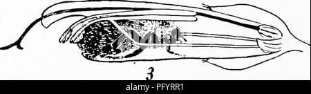 Ce manuel fournit un guide pratique pour les enseignants et les parents pour introduire l'étude de la nature aux enfants. Il met l'accent sur l'étude des fleurs, des plantes et des insectes, mettant en évidence la relation entre les pollinisateurs comme les mites et les colibris avec des fleurs comme la salvia. Le livre souligne l'importance d'observer les adaptations de la nature et l'interconnexion des organismes dans les écosystèmes. Banque D'Images
