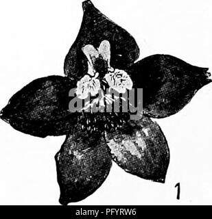 Ce manuel fournit un guide pratique pour enseigner l'étude de la nature aux enseignants et aux parents. Basé sur les feuillets Cornell nature-Study, il explore divers aspects de la vie végétale et animale, y compris l'anatomie des fleurs comme larkspur. Le guide met l'accent sur l'apprentissage pratique et l'observation du monde naturel. Banque D'Images