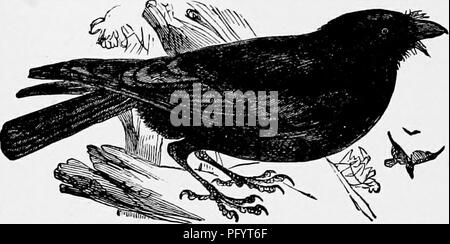 Ce travail sur l'histoire naturelle comprend diverses études zoologiques, avec un accent sur le comportement animal, en particulier du corbeau. Il décrit les habitudes prédatrices du corbeau, y compris ses techniques de chasse pour les petites proies comme les lapins et les lièvres, et sa capacité à piller les nids d'autres oiseaux. L'étude fournit un aperçu des habitudes alimentaires et des stratégies de survie de ces oiseaux intelligents. Banque D'Images