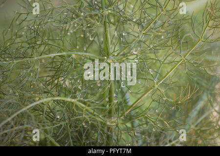 Fenouil doux (Foeniculum vulgare) plante Banque D'Images