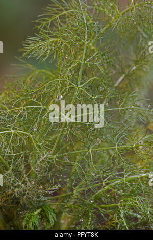 Fenouil doux (Foeniculum vulgare) plante Banque D'Images