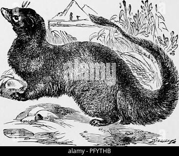 . L'histoire naturelle populaire . Zoologie. 56 LE MOONGUS. rous les reptiles. Petit et insignifiant que cet animal s'affiche, c'est un ennemi dangereux pour l'énorme crocodile, leeding largement sur ses oeufs. Snaki.s, des rats, des lézards, des souris, et divers oiseaux tombent en proie à cette mouche Ichneumon, qui sera suivi de son pamfuUy la victime de sa cachette, et attendre patiemment pendant des heures jusqu'à ce qu'il fait son apparition, ou fluage tranquillement jusqu'à l'animal sans méfiance, ana jetant hardiment sur elle-même le détruire par des morsures rapide avec ses longues dents pointues. En advannge de ces qualités admirables, l'ancienne Egypti Banque D'Images