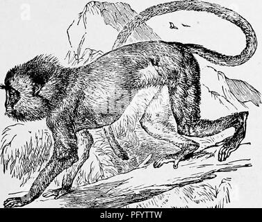 . L'histoire naturelle populaire . Zoologie. L'SIMPAI. 9 La distinction en chef qui frappe l'œil est la présence d'une queue, whrch est d'une longueur déterminée, et dans plusieurs espèces, parmi lesquelles on peut mentionner le SlMPAl lui-même, est extrêmement long et effilé en proportion avec le corps. Les armoiries de ces animaux ne sont pas de cette longueur démesurée qui est vu dans les membres de l'APE, mais sont fragiles et bien proportionné. Les pattes et les mains, sont extrêmement minces, les pouces étant courte, et, comme nous le verrons par référence à la gravure, sont deux fois la longueur de la pattes antérieures. Certains de ces m Banque D'Images