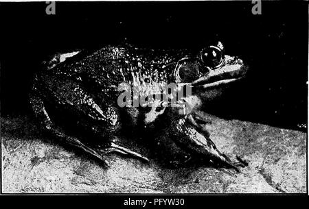 Ce manuel fournit aux enseignants et aux parents des directives pour introduire l'étude de la nature aux enfants. Il est basé sur les brochures d'étude de la nature Cornell et offre des conseils pratiques pour observer et comprendre le monde naturel. Le texte met l'accent sur l'apprentissage pratique et encourage l'exploration de la flore et de la faune locales dans le cadre de l'éducation scientifique précoce. Banque D'Images