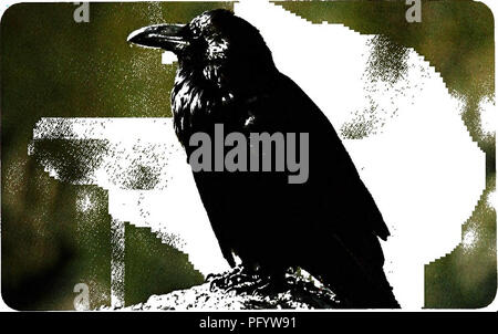 Ce texte fournit une description de la Magpie à bec noir (Pica pica), un oiseau distinctif trouvé dans les habitats de prairies en arbuste des parcs nationaux Yellowstone et Grand Teton. Connue pour son plumage noir et blanc contrasté et sa longue queue, la pie est un charcutier, souvent vu avec les coyotes et se nourrissant de roadkill. Banque D'Images