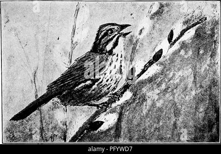 . Manuel d'étude de la nature pour les enseignants et les parents, en fonction de la nature de l'étude de Cornell de dépliants. L'étude de la nature. L'étude des oiseaux de l'assurance-emploi. Le BRUANT Histoire des enseignants "Il ne veut pas porter un manteau de Joseph de beaucoup de couleurs, smart et son costume gay Quaker est brun et gris, avec des taches plus sombres sur la gorge. Et pourtant, de toutes les foule bien habillés, pas un seul peut chanter une chanson si courageux. Il fait la fierté de l'air apparaissent un vain et stupide chose d'entendre son "doux, doux, doux, très joyeux d'applaudir." Un haut lieu qu'il n'aime pas, il est assis par choix et bien à l'aise dans les haies et dans peu d'arbres, que st Banque D'Images
