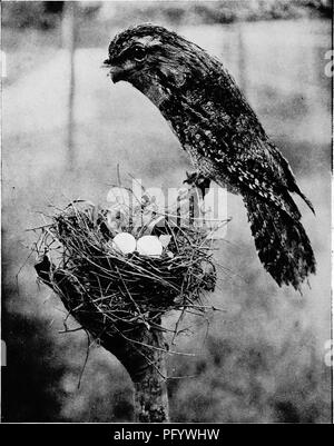 . Les oiseaux d'Australie. Les oiseaux. 230 LE ATJSTBALIA Frogmoutlis BIEDS D'sont magnifiquement soft-oiseaux avec un plumage, motley de gris, brun, noir et blanc. Dans le. Monté. Podargus strigoides : une grille supérieure de fauve. D. Le Souef.. Puis ils ressemblent à l'écorce morte de la branche sur laquelle ils sont assis. Pour la rendre encore plus difficile la détection de l'oiseau, n'est membre de l'autre côté de la cime, mais le long de celle-ci, en supposant que le. Veuillez noter que ces images sont extraites de la page numérisée des images qui peuvent avoir été retouchées numériquement pour plus de lisibilité - coloration et l'aspect de ces illustrati Banque D'Images