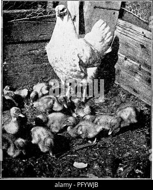 . Manuel d'étude de la nature pour les enseignants et les parents, en fonction de la nature de l'étude de Cornell de dépliants. L'étude de la nature. Une belle-mère.. Veuillez noter que ces images sont extraites de la page numérisée des images qui peuvent avoir été retouchées numériquement pour plus de lisibilité - coloration et l'aspect de ces illustrations ne peut pas parfaitement ressembler à l'œuvre originale.. Comstock, Anna Botsford, 1854-1930. Ithaca, N. Y. , Comstock Publishing Company Banque D'Images