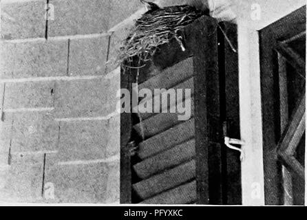 . Des études de l'appareil photo d'oiseaux sauvages dans leur maison . La photographie d'oiseaux, des oiseaux. Fig. 94. Le XEST OX LES AVEUGLES. La plupart des Robins place leur grossièrement construit- boue et l'herbe de maisons dans les arbres à des hauteurs de six cent vingt à pieds du sol. Bien sûr il y a des merles d'excentrique, ainsi que de personnes, et certains de ces partent de l'habitude des coutumes de son genre. Il nous arrive de voir leurs nids dans les branches supérieures de l'Elms, entièrement soixante pieds ; J'ai aussi construit entre les racines sous surplombant des banques.. Veuillez noter que ces images sont extraites de la page numérisée des images qui peuvent avoir bee Banque D'Images