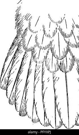 . Les oiseaux de la Guyane britannique, basée sur la collecte de Frederick Vavasour McConnell. Les oiseaux. m/:lui. L'IIM. Veuillez noter que ces images sont extraites de la page numérisée des images qui peuvent avoir été retouchées numériquement pour plus de lisibilité - coloration et l'aspect de ces illustrations ne peut pas parfaitement ressembler à l'œuvre originale.. Chubb, Charles ; McConnell, Frederick Vavasour, d. 1914. Londres, B. Quaritch Banque D'Images