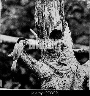 Cette collection de photographies capture des oiseaux sauvages dans leurs habitats naturels, montrant les oiseaux qui interagissent avec leur environnement et élèvent leurs petits. L'image d'un Chickadee avec une chenille illustre le lien étroit entre la faune et leurs habitats, mettant en évidence les aspects comportementaux de la vie des oiseaux. Banque D'Images