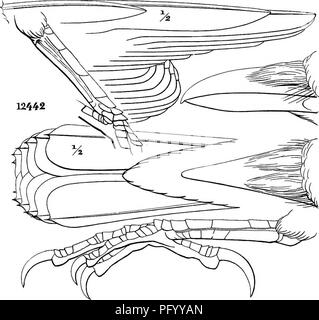 . Les oiseaux de l'Amérique du Nord et du Moyen-Orient : un catalogue descriptif des groupes, genres, espèces et sous-espèces d'oiseaux en Amérique du Nord, les terres de l'Arctique à l'Isthme de Panama, les Antilles et autres îles de la mer des Caraïbes, et l'archipel des Galápagos . Les oiseaux. Excubitorides LANIUS.. 2. CORVUS. ossifragus. Veuillez noter que ces images sont extraites de la page numérisée des images qui peuvent avoir été retouchées numériquement pour plus de lisibilité - coloration et l'aspect de ces illustrations ne peut pas parfaitement ressembler à l'œuvre originale.. Ridgway, Robert, 1850-1929 ; Banque D'Images