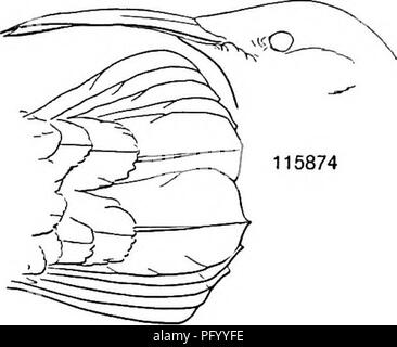 Ce catalogue fournit un compte-rendu descriptif détaillé des oiseaux d'Amérique du Nord et d'Amérique centrale, couvrant les groupes supérieurs, les genres, les espèces et les sous-espèces. Il sert de ressource complète pour les ornithologues et les ornithologues qui s'intéressent à l'avifaune de ces régions. Banque D'Images