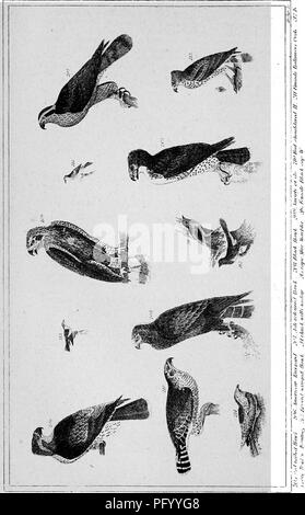 . L'ornithologie américaine, avec des notes par Jardine. À laquelle est ajouté un synopsis de American birds, y compris ceux décrits par Bonaparte, Audubon, Nuttall, et Richardson, par T.M. Brasseur. Les oiseaux. . Veuillez noter que ces images sont extraites de la page numérisée des images qui peuvent avoir été retouchées numériquement pour plus de lisibilité - coloration et l'aspect de ces illustrations ne peut pas parfaitement ressembler à l'œuvre originale.. Wilson, Alexander, 1766-1813 ; Jardine, William, Sir, 1800-1874 ; Brewer, Thomas Mayo, 1814-1880. New York, H. S. Samuels Banque D'Images