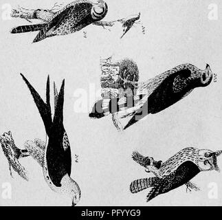 . L'ornithologie américaine, avec des notes par Jardine. À laquelle est ajouté un synopsis de American birds, y compris ceux décrits par Bonaparte, Audubon, Nuttall, et Richardson, par T.M. Brasseur. Les oiseaux. . Veuillez noter que ces images sont extraites de la page numérisée des images qui peuvent avoir été retouchées numériquement pour plus de lisibilité - coloration et l'aspect de ces illustrations ne peut pas parfaitement ressembler à l'œuvre originale.. Wilson, Alexander, 1766-1813 ; Jardine, William, Sir, 1800-1874 ; Brewer, Thomas Mayo, 1814-1880. New York, H. S. Samuels Banque D'Images