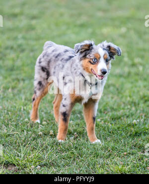 Miniature Bleu Merle Chiot Berger américain debout. Banque D'Images