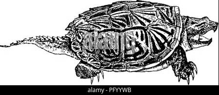 . Histoire naturelle des animaux. Contenant de brèves descriptions des animaux sur l'histoire naturelle de Tenney comprimés, mais complet sans les comprimés. Zoologie. Fig. 168. -Bois Tortue. Cochon. 169.-Box Turtle, fermer et sur elle".. Fig. 170. - Tortue serpentine.. Veuillez noter que ces images sont extraites de la page numérisée des images qui peuvent avoir été retouchées numériquement pour plus de lisibilité - coloration et l'aspect de ces illustrations ne peut pas parfaitement ressembler à l'œuvre originale.. Tenney, Sanborn, 1827-1877 ; Tenney, Abby Amy (Gove) 1836-. New York, Scribner, Armstrong Banque D'Images