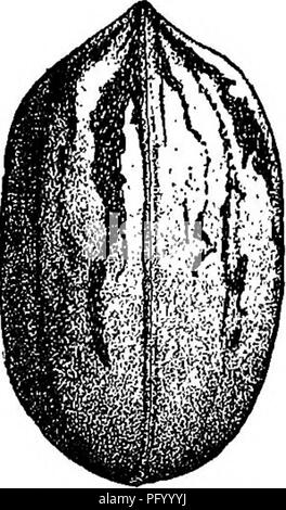 Ce manuel fournit des instructions détaillées sur la culture et la multiplication de diverses espèces de fruits aux États-Unis. Il comprend des descriptions de variétés spécifiques, telles que les noix de pécan Stuart et Risien, soulignant leurs caractéristiques et leur aptitude à la culture domestique et commerciale. Banque D'Images