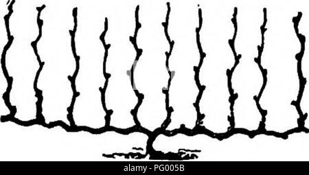 . L'American Fruit Culturist, contenant des orientations pour la propagation et la culture de l'ensemble des fruits adaptés aux États-Unis. La culture de fruits. 412 LE RAISIN. grappes de fruits, et si les tiges sont assez forts, ils peuvent être autorisés à rester et mûrissent, et présentera à l'automne l'aspect de la Fig. 558, ou comme dans la Fig. 559 après la chute des feuilles. Si la vigne est destiné à être fixées et légèrement couvert pour l'hiver, la taille peut être dgne à tout moment après la chute de la feuille. Ou s'il est nécessaire d'utiliser le bois qui est coupée pour la multiplication de nouvelles vignes, le shou- prun Banque D'Images