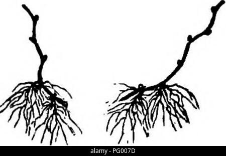 . L'American Fruit Culturist, contenant des orientations pour la propagation et la culture de l'ensemble des fruits adaptés aux États-Unis. La culture de fruits. Fig. 543, Raisin, couche, les racines Fig. s44-couche de raisins, séparés formé. en deux plantes. sous elle, la levée de l'ensemble hors de la terre. Il est ensuite coupé en deux et forme deux plantes fortes comme indiqué en Fig. 544. Ces couches peuvent être puis-gîtées dans ou recouvert de terre pour l'hiver, ce qui donne une certaine protection contre le gel en couvrant la surface avec du fumier ou de feuilles, ou ils peuvent être emballés pour l'hiver dans des boîtes de mousse humide dans la cave. Superposition de printemps Banque D'Images