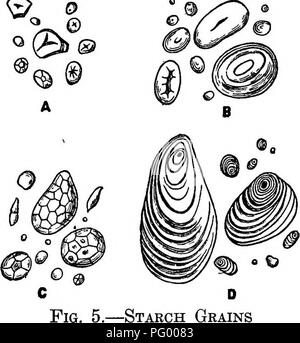 . L'alimentation du bétail et la version abrégée : l'essentiel de l'alimentation, aux soins, et la gestion des animaux de ferme, y compris la volaille : adapté et condensés à partir du bétail et l'alimentation (16e éd.). Rss ; alimentation animale. Comment les plantes poussent de toutes les cellules végétales se composent principalement de cet hydrate de carbone. Il forme ainsi la quasi totalité du squelette ou cadre de plantes. Il est construit par les cellules de la plante à partir de la plus simple à la glucides féculents et sucres. L'épaisseur des parois des cellules, et par conséquent le pourcentage de. par la cellulose, varie considérablement dans les différentes parties de plantes, les murs sont épais et résistants en th Banque D'Images